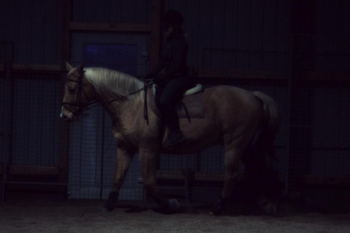 Palomino Semper Fidelis Blue billede 2