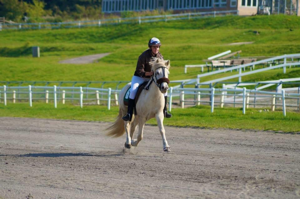 Islænder Ljómi fra Egeballegaard billede 11