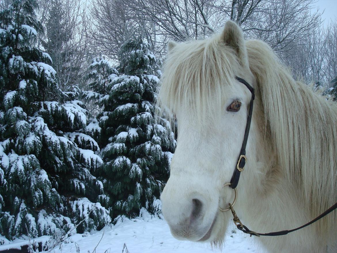 Islænder Ljómi fra Egeballegaard billede 16