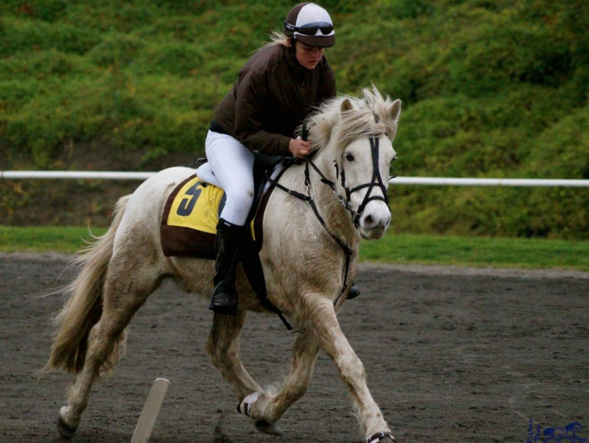 Islænder Ljómi fra Egeballegaard billede 10