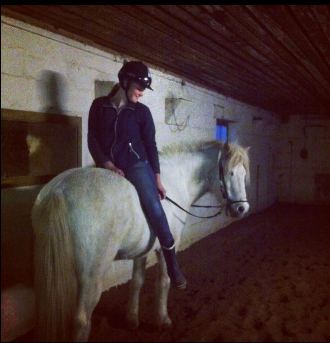 Islænder Ljómi fra Egeballegaard billede 12