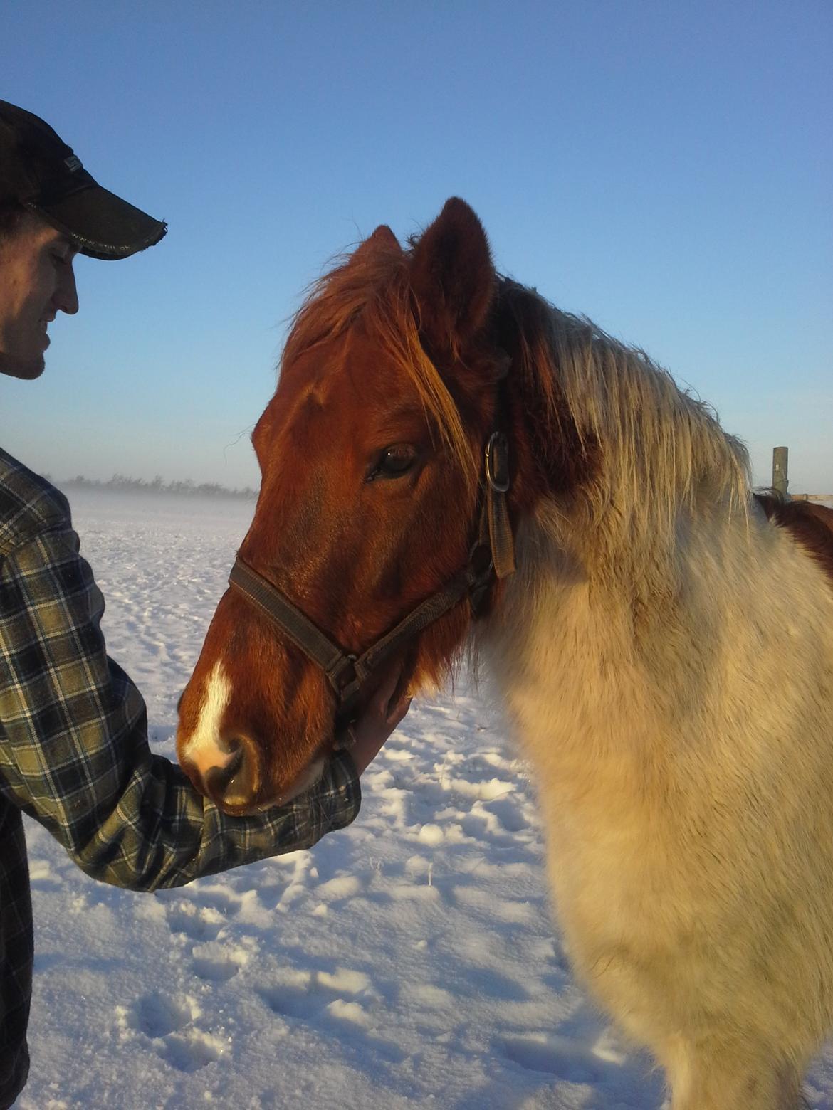 Anden særlig race Højersmindes Dancer billede 11