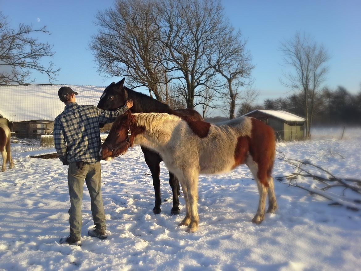 Anden særlig race Højersmindes Dancer billede 12