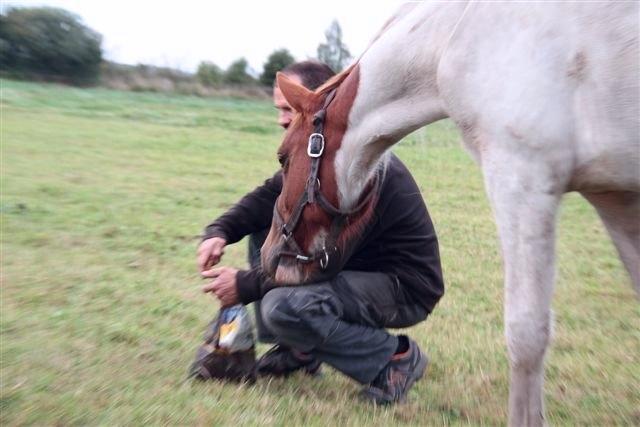 Anden særlig race Højersmindes Dancer billede 2