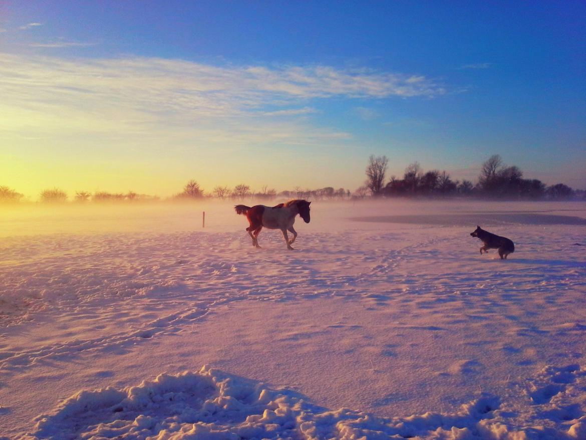 Anden særlig race Højersmindes Dancer billede 1