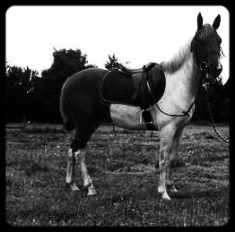 Anden særlig race Højersmindes Dancer billede 5