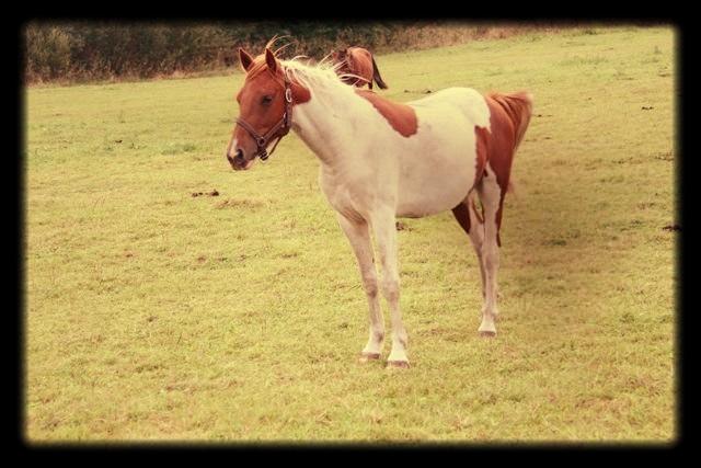 Anden særlig race Højersmindes Dancer billede 4