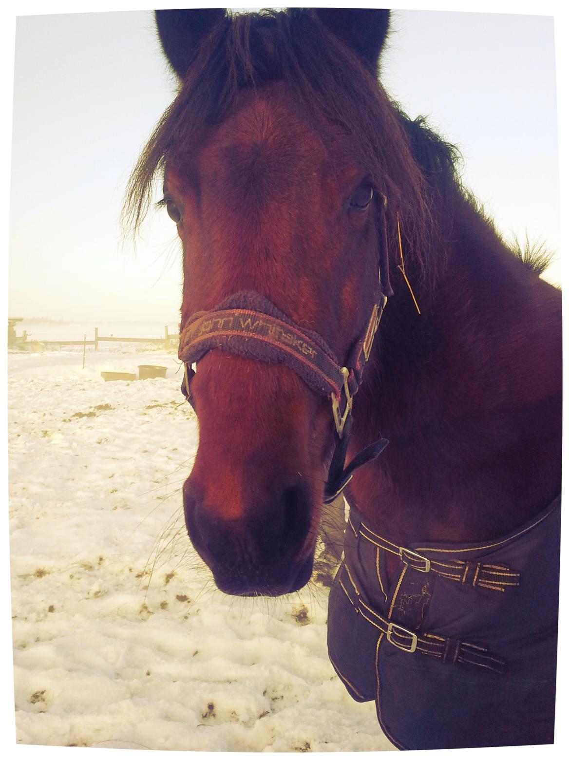 Anden særlig race Højersmindes Ofelia billede 10