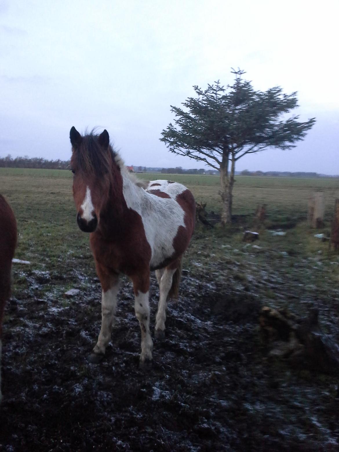 Anden særlig race Højersmindes Flicka billede 9