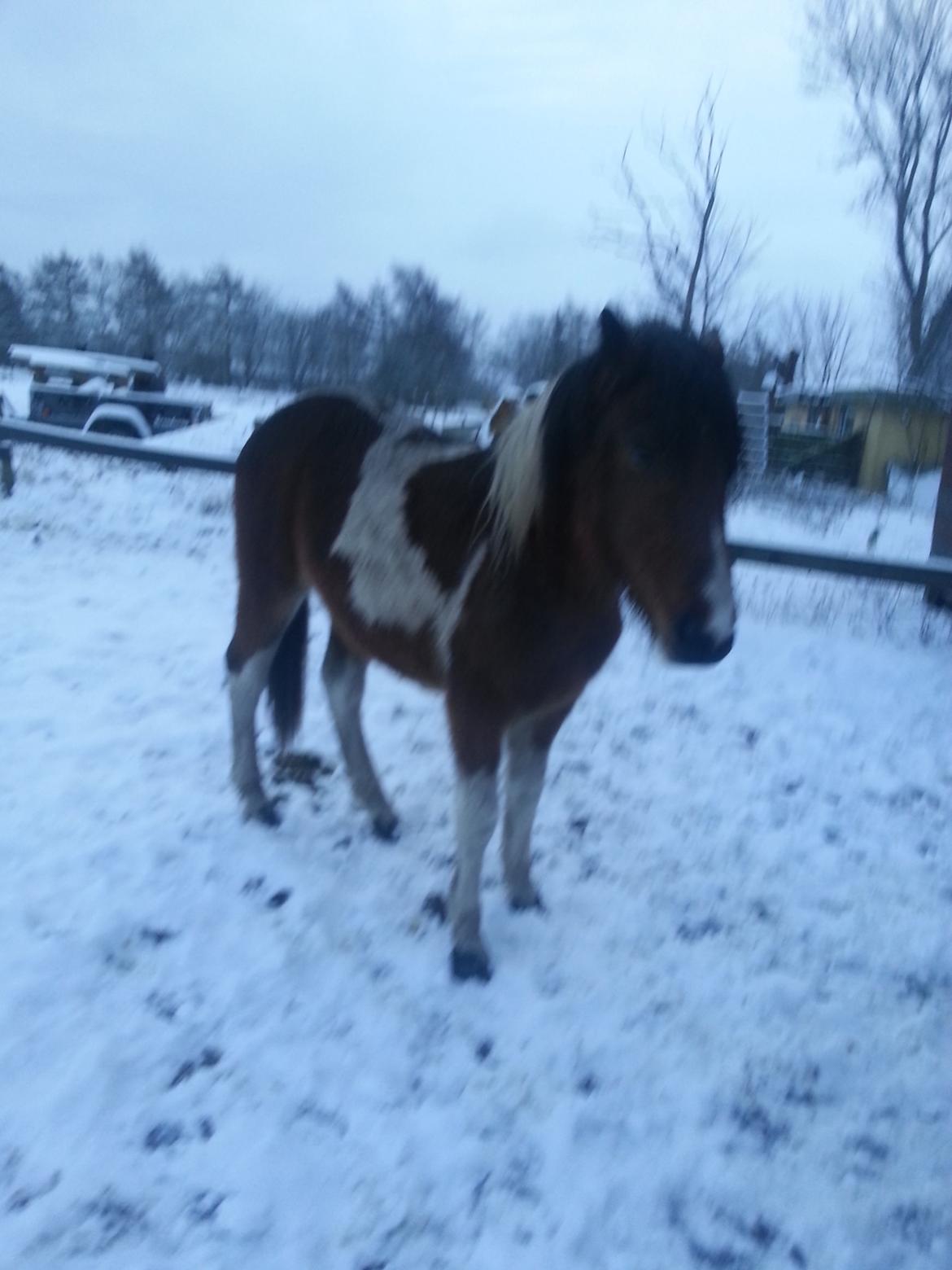 Anden særlig race Højersmindes Flicka billede 10