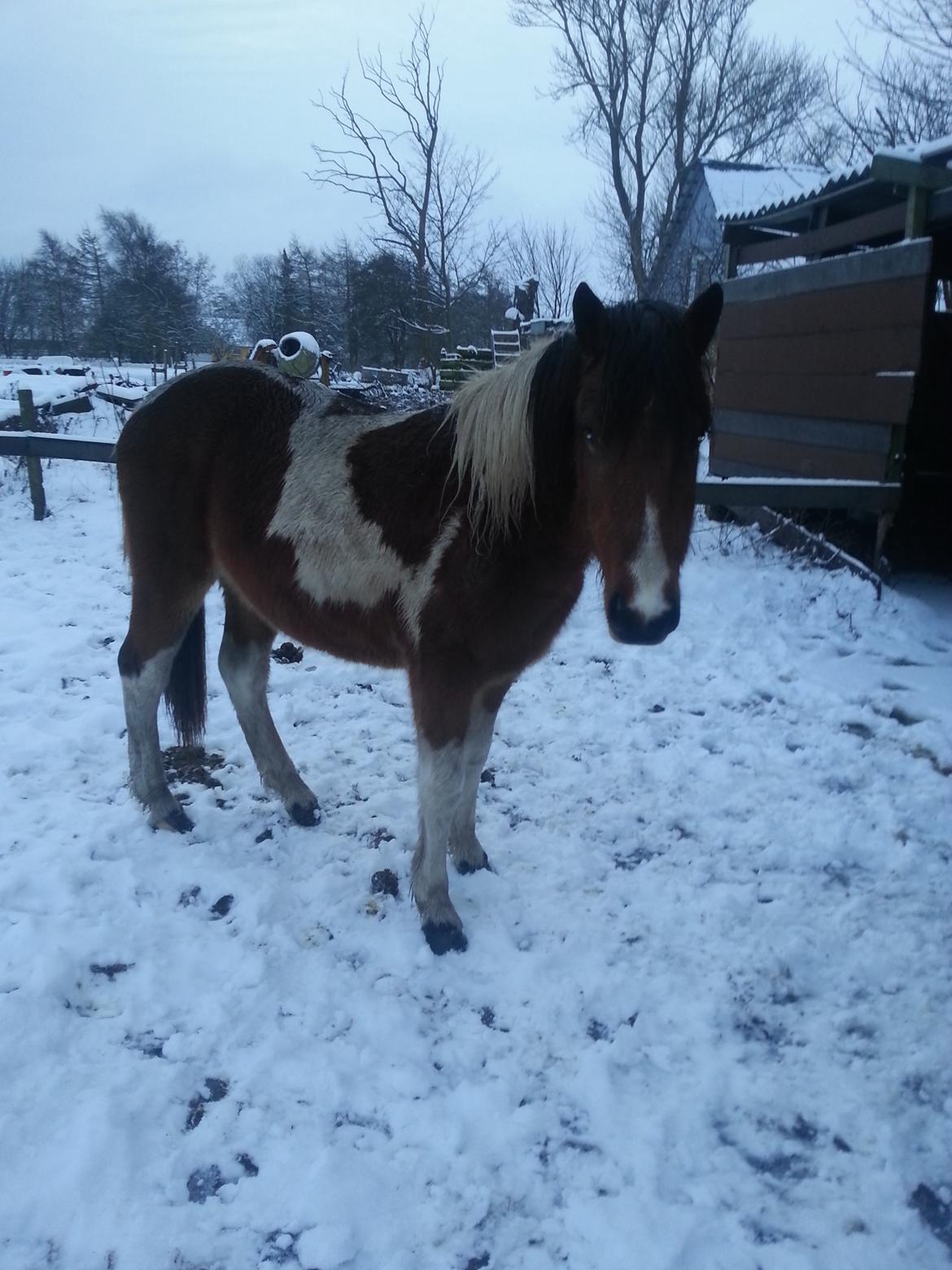 Anden særlig race Højersmindes Flicka billede 12