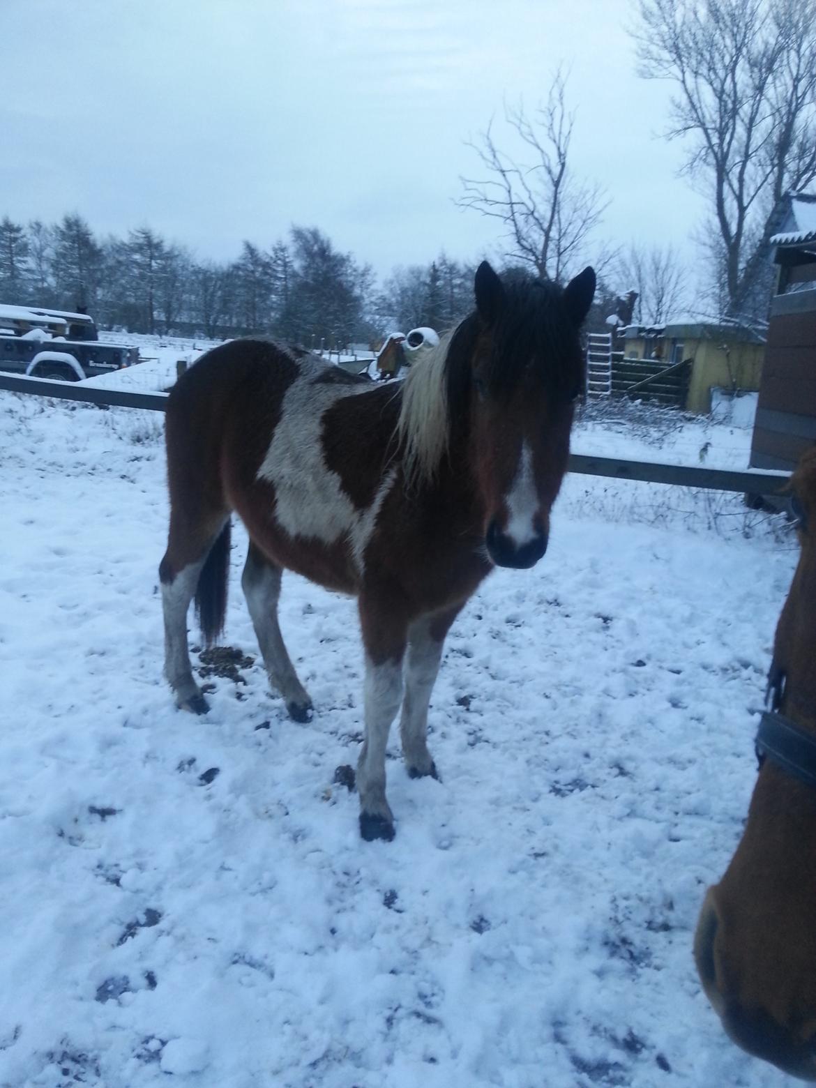 Anden særlig race Højersmindes Flicka billede 11