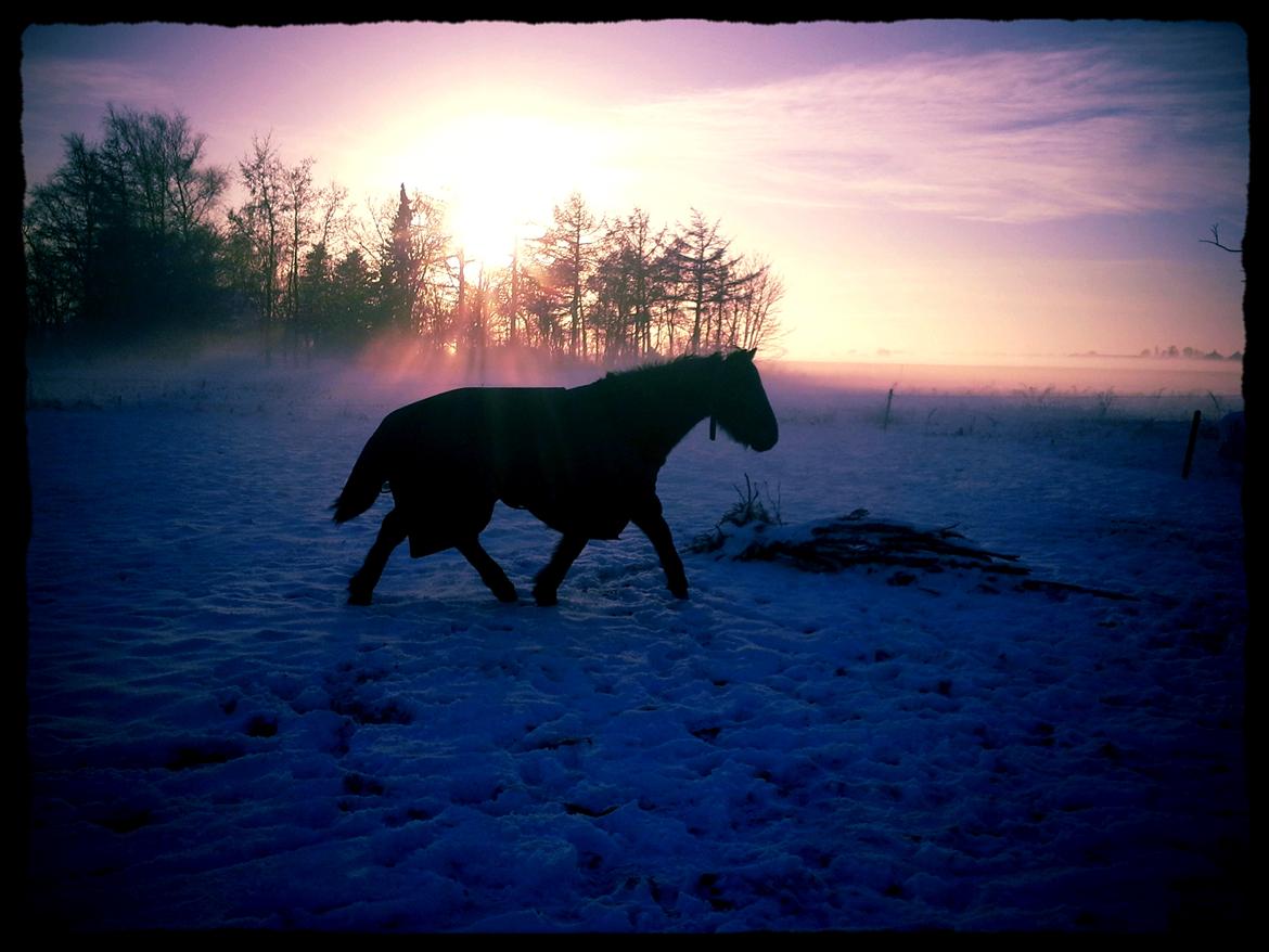 New Forest Højersmindes pride billede 1