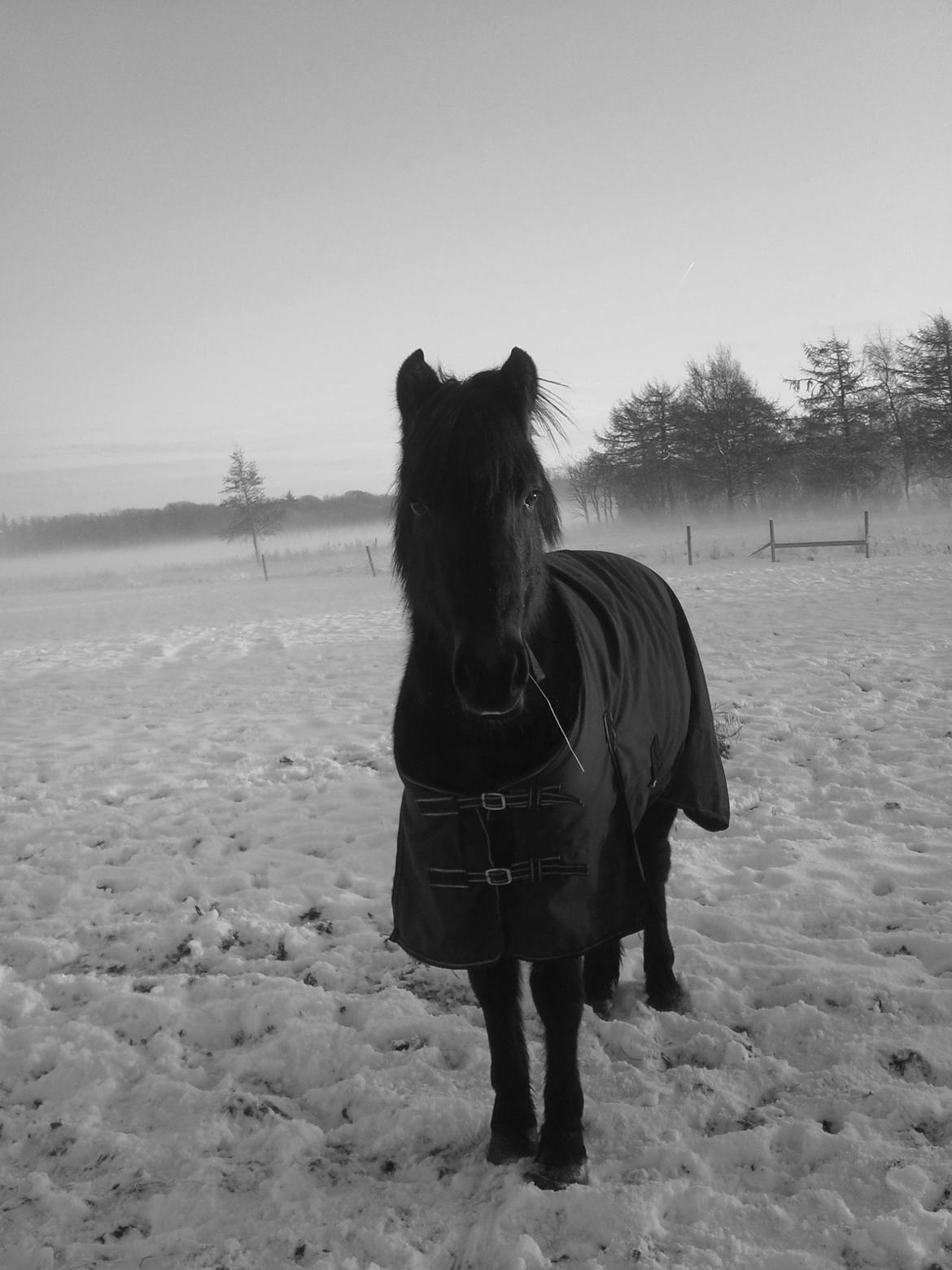 New Forest Højersmindes pride billede 17