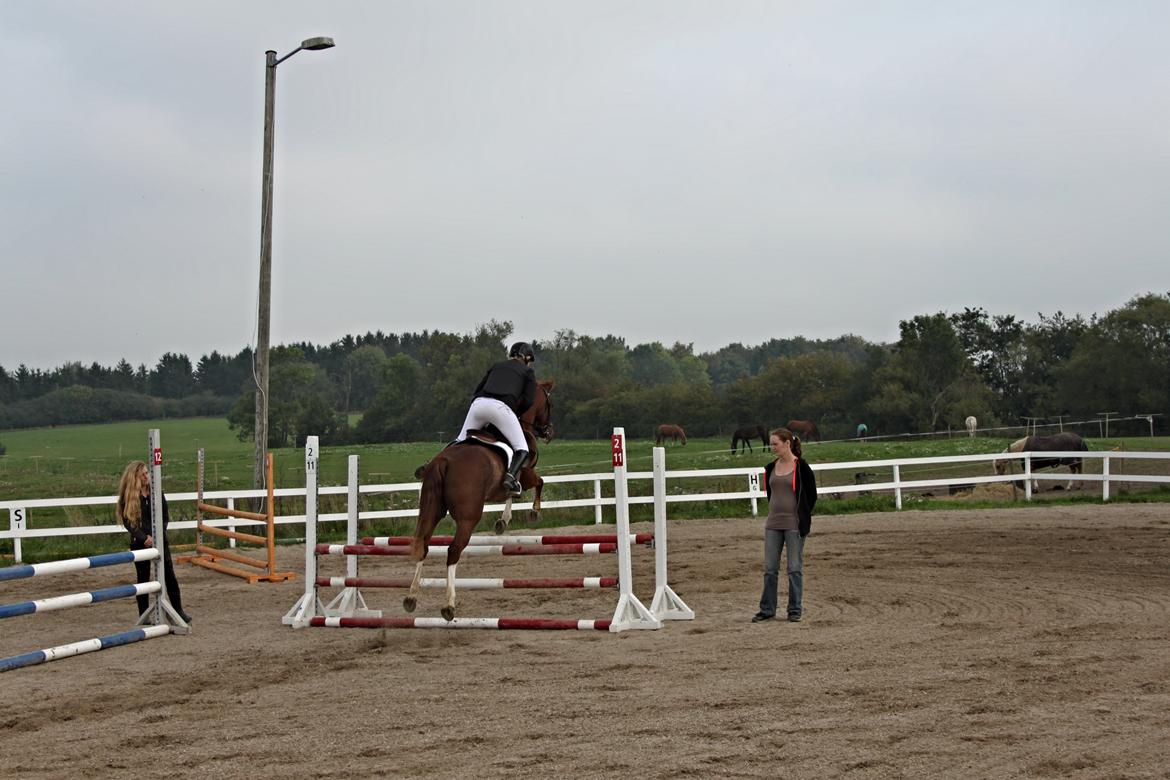 DSP Stenbakkegårds hoopers creek billede 18