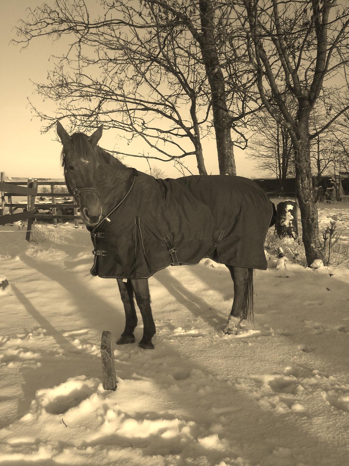 Fuldblod (XX) Jasmin - vinter15 billede 19