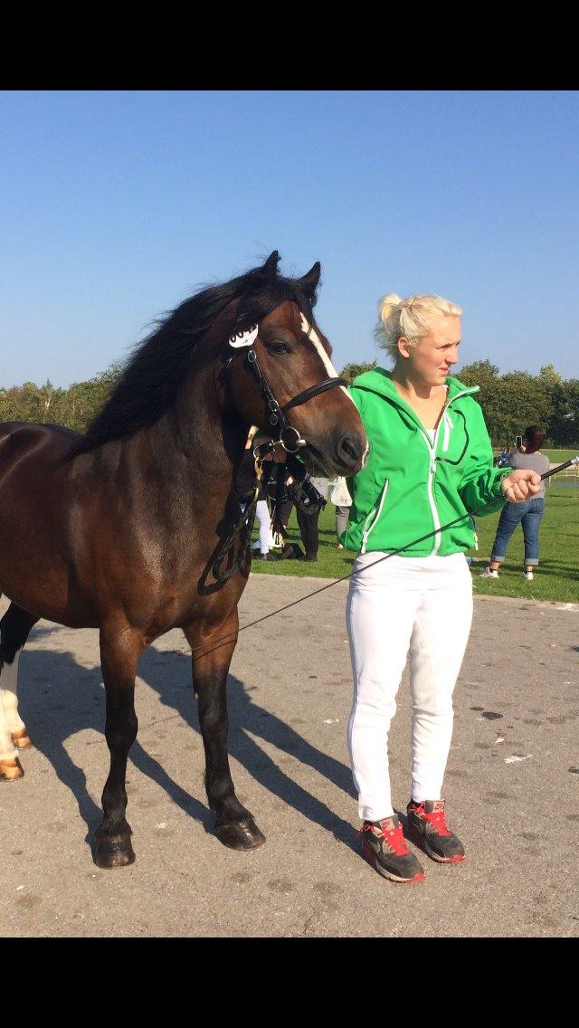 Dartmoor Manze af Vejlebro billede 14