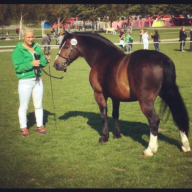 Dartmoor Manze af Vejlebro billede 17