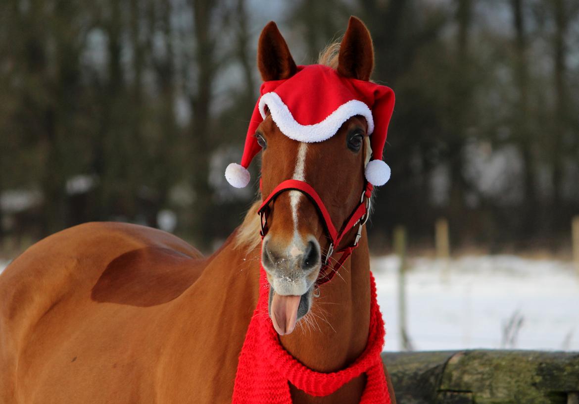 Appaloosa Sequoia van de lorkeershoeve <3 - sequoia i julehumør vinteren 2014 billede 5