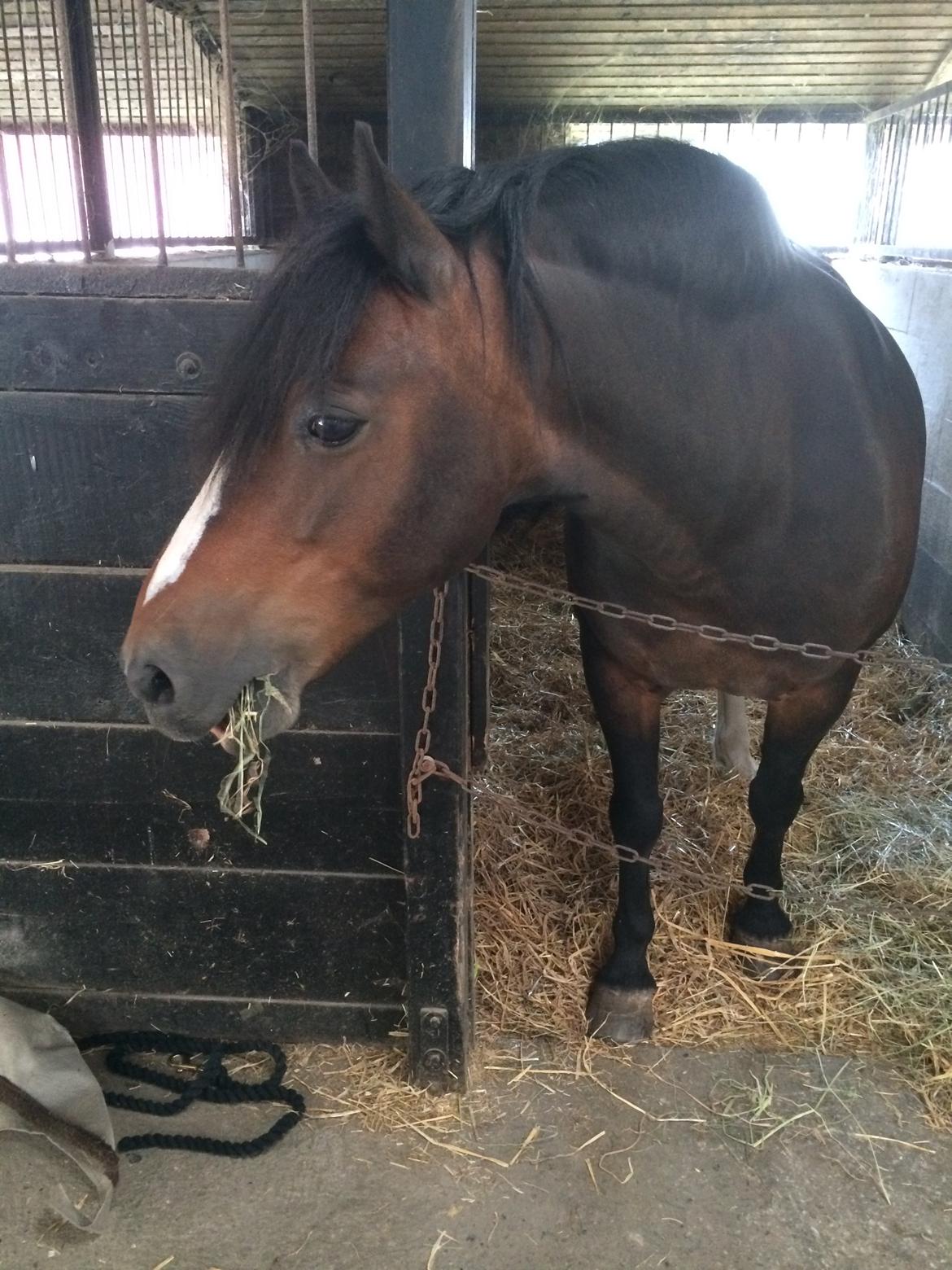 Dartmoor Manze af Vejlebro billede 19