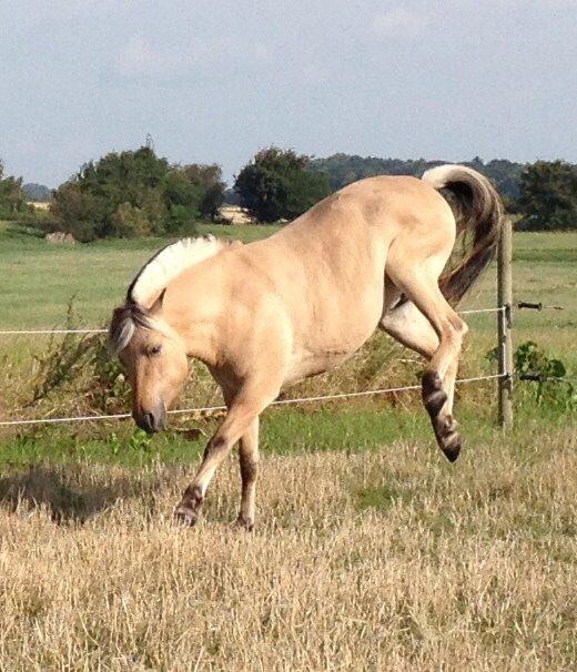 Fjordhest R.I.P sørups ischa billede 13