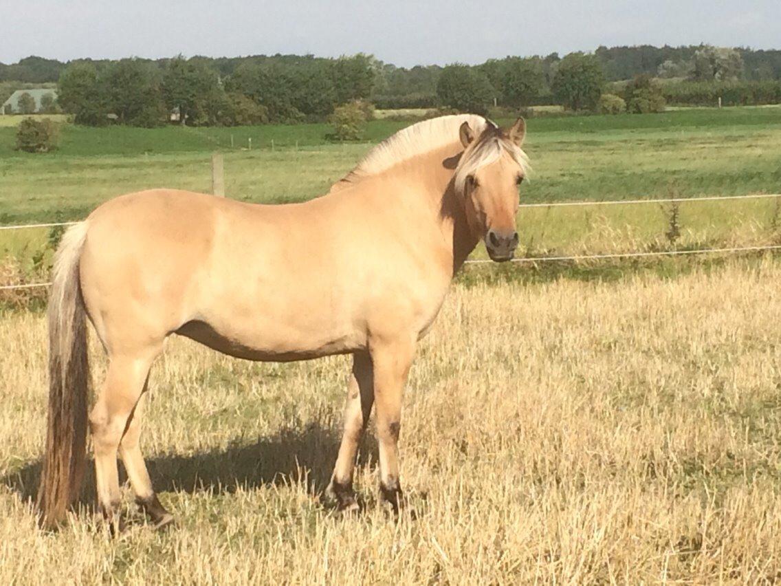 Fjordhest R.I.P sørups ischa billede 19