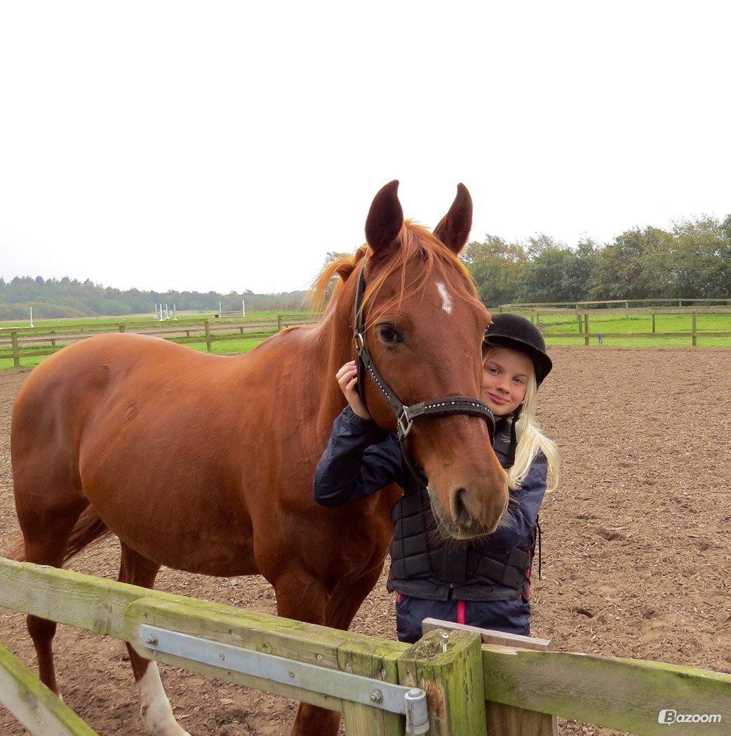 Palomino DAKOTA (halvpart) - horsemanship -en af de første dage, jeg var ude ved ham som part. billede 2