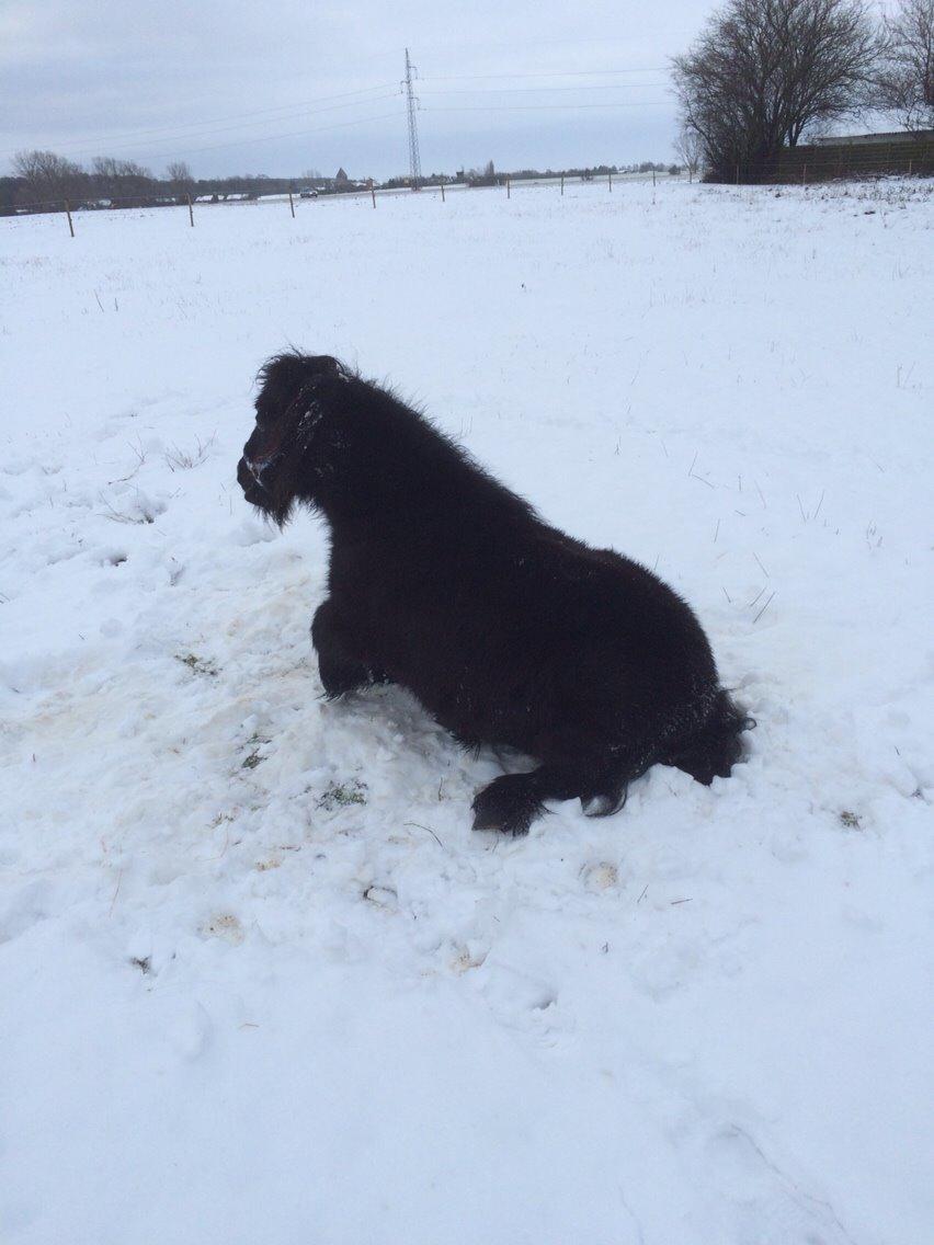 Shetlænder Buster. Tidl pony nu bosat hos Anette i det jyske billede 12