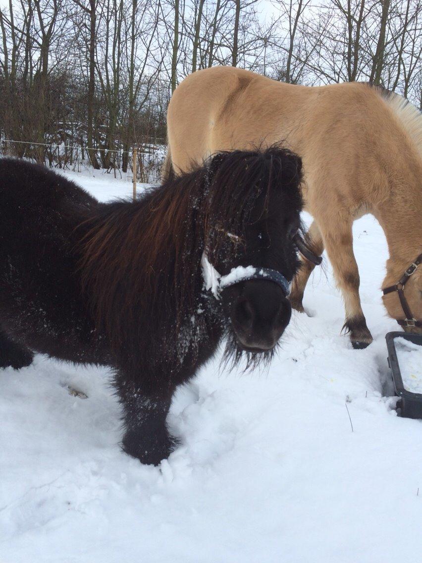 Shetlænder Buster. Tidl pony nu bosat hos Anette i det jyske billede 11