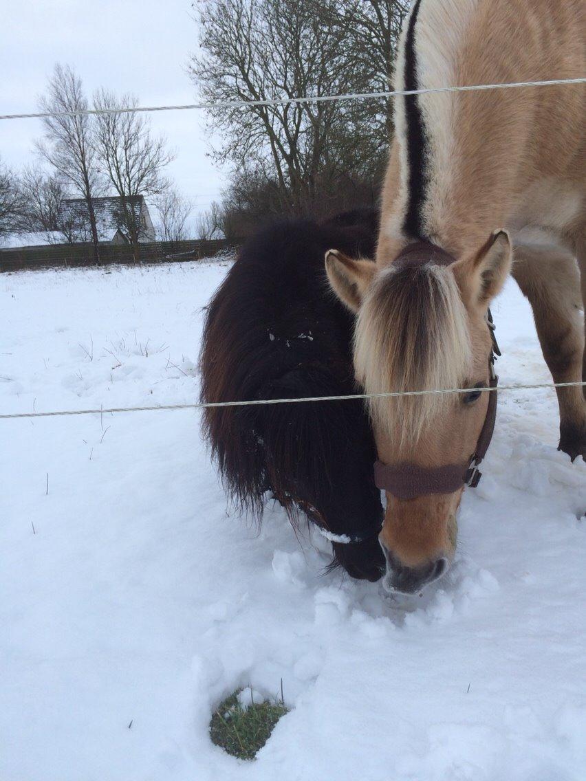 Shetlænder Buster. Tidl pony nu bosat hos Anette i det jyske billede 14