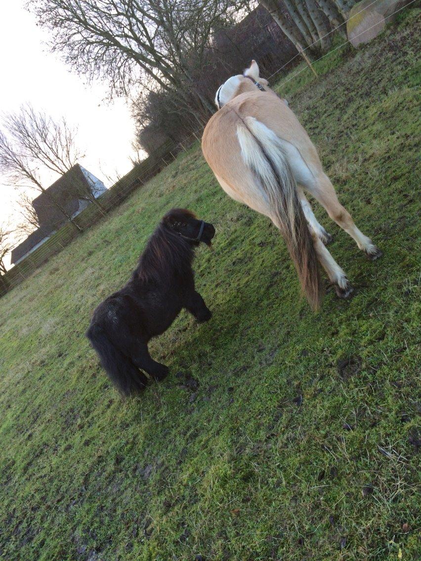 Shetlænder Buster. Tidl pony nu bosat hos Anette i det jyske billede 13