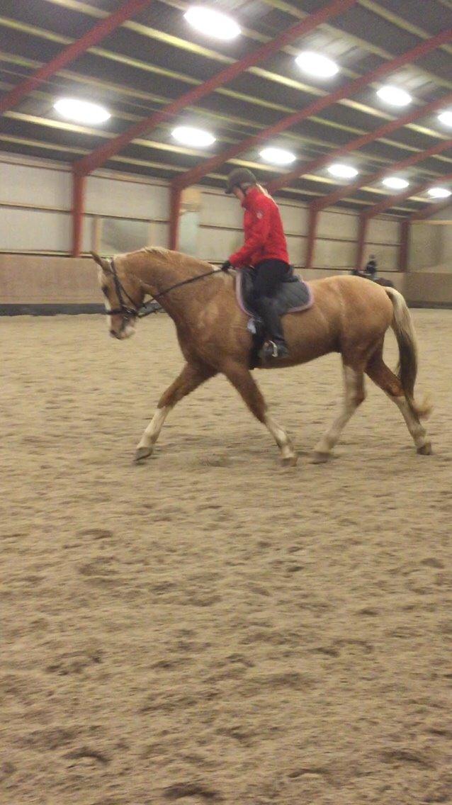 Palomino Crowns Chamberlain billede 13