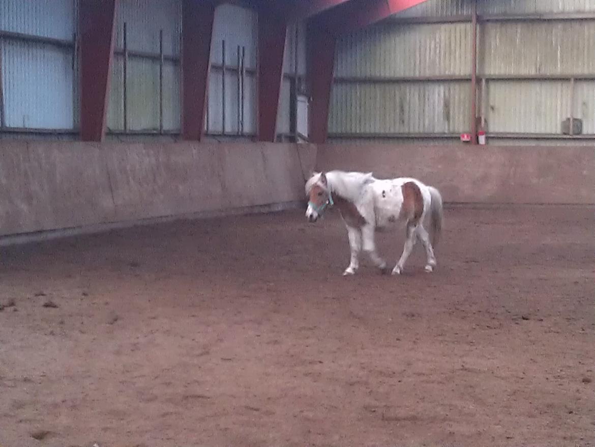 Shetlænder Laban billede 2