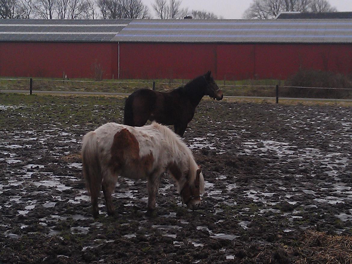 Shetlænder Laban billede 3