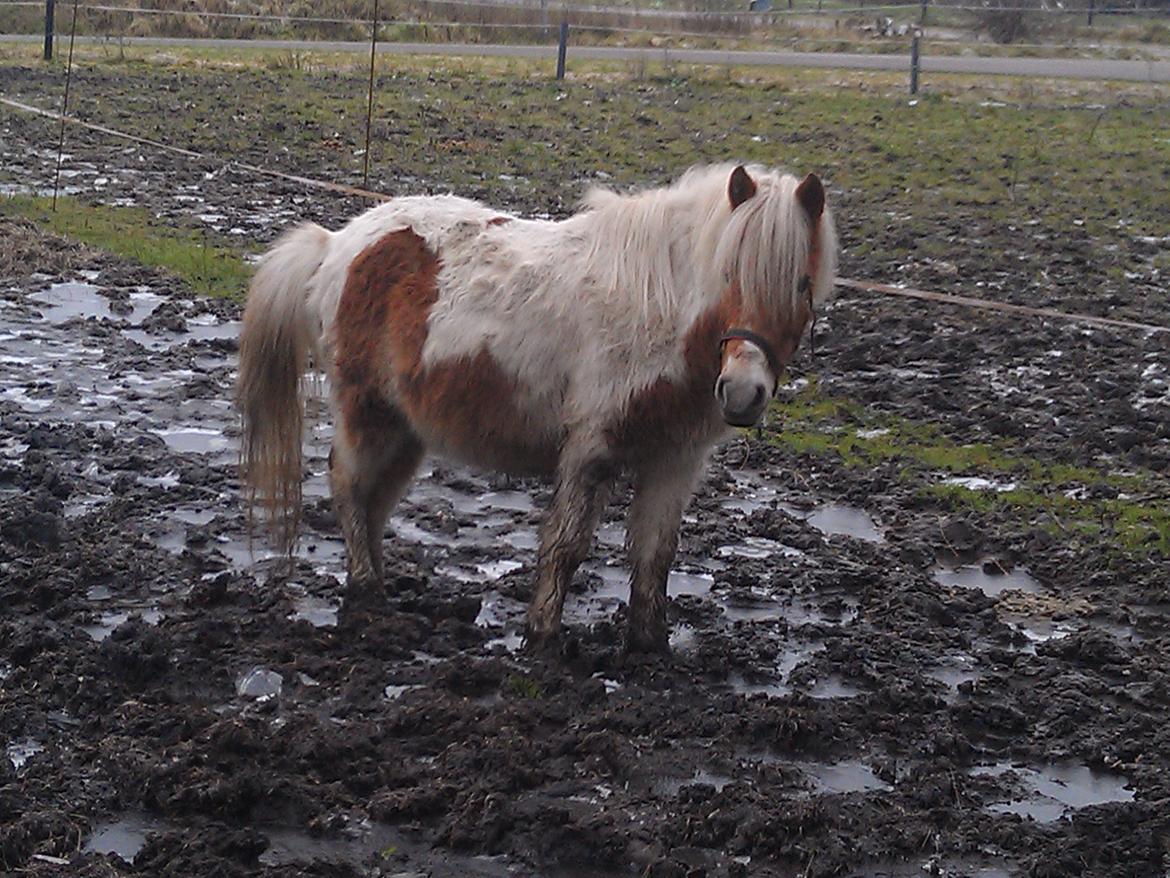 Shetlænder Laban billede 4