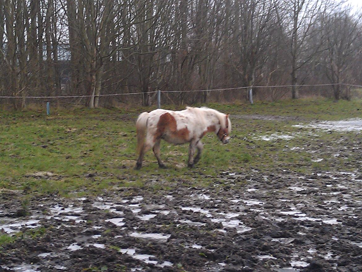 Shetlænder Laban billede 5