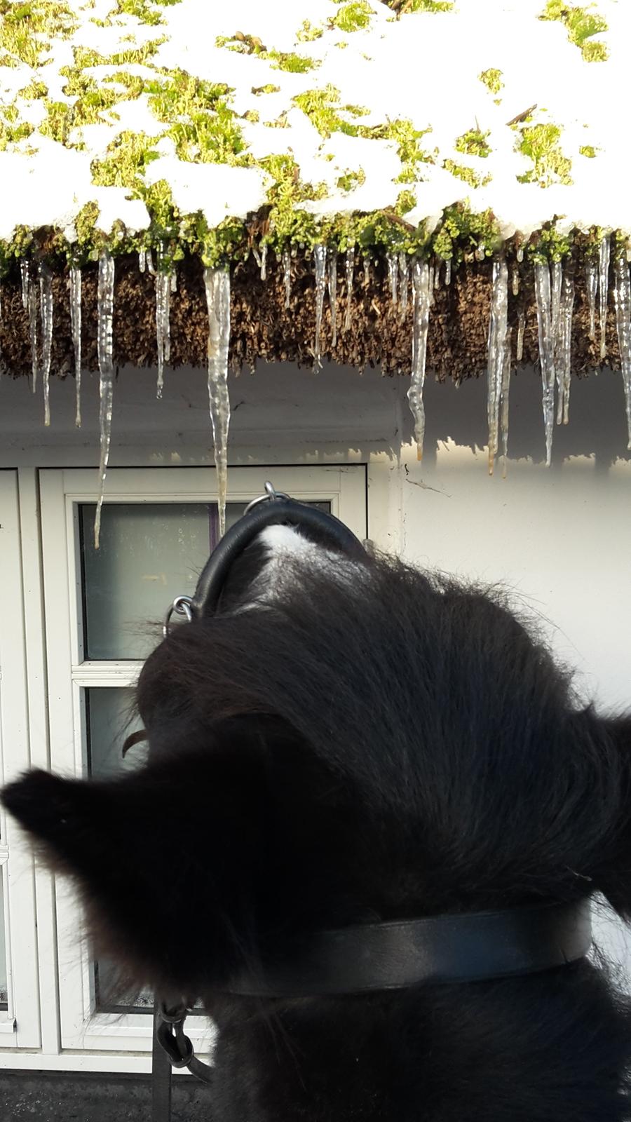 Irish Cob Sir Tonga billede 2