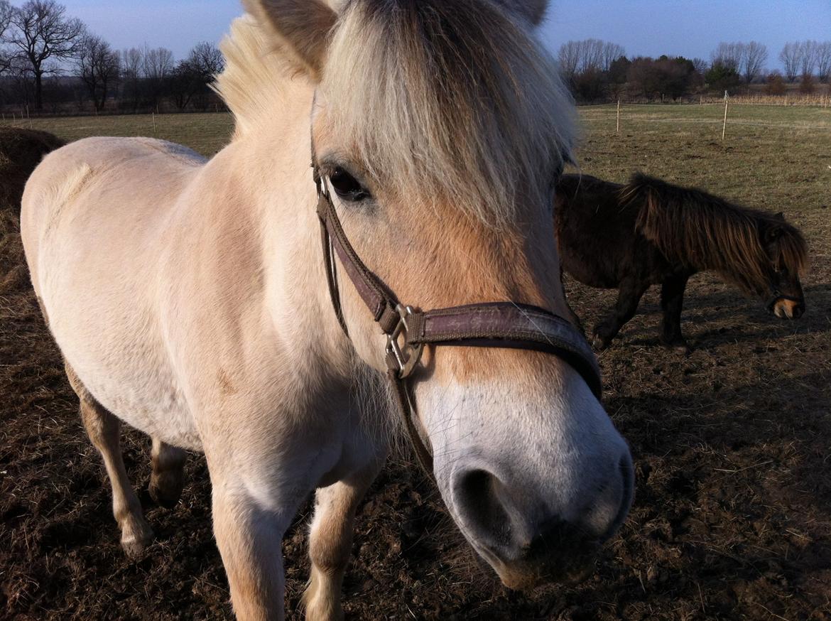 Fjordhest Laika á jungshoved  ***RIP*** - pretty horse  billede 10