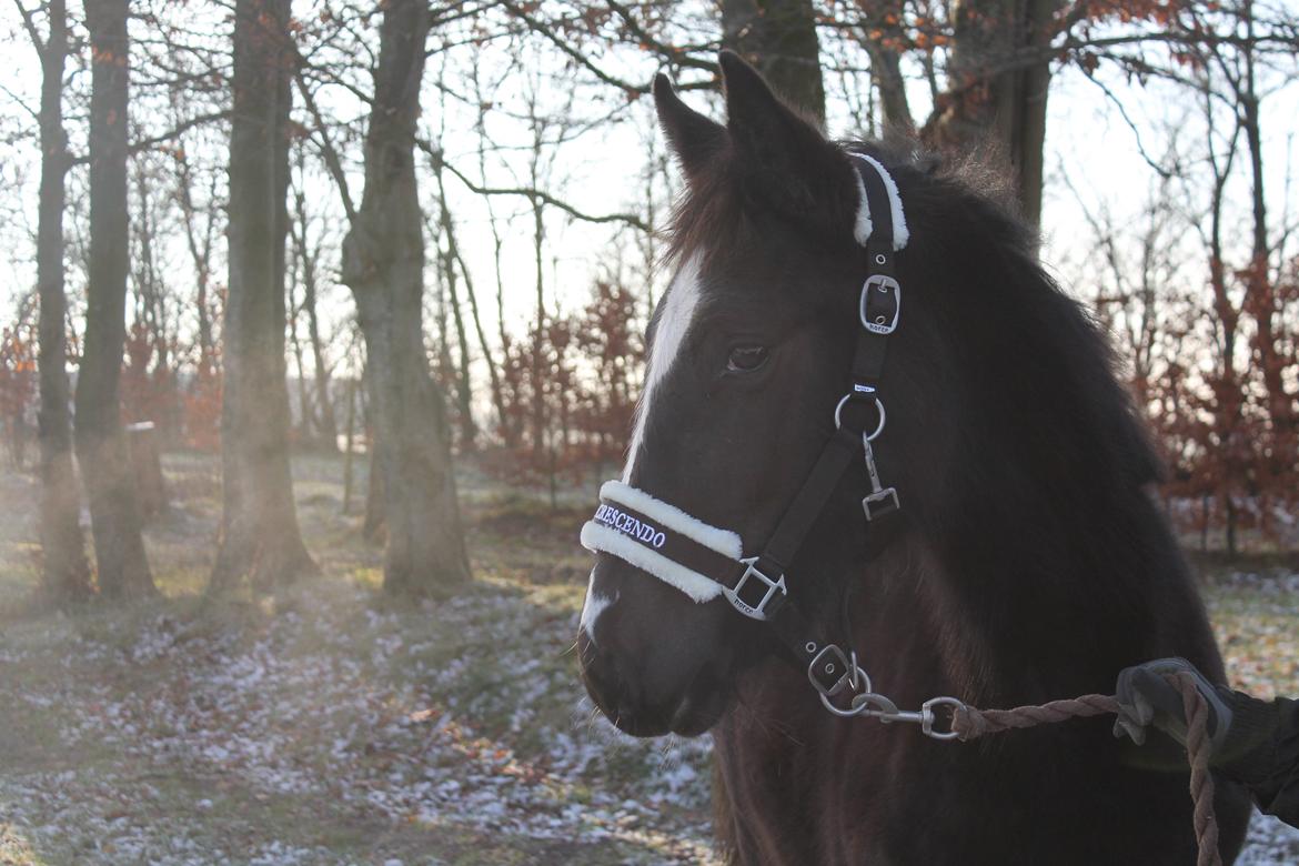 Anden særlig race Queen billede 5