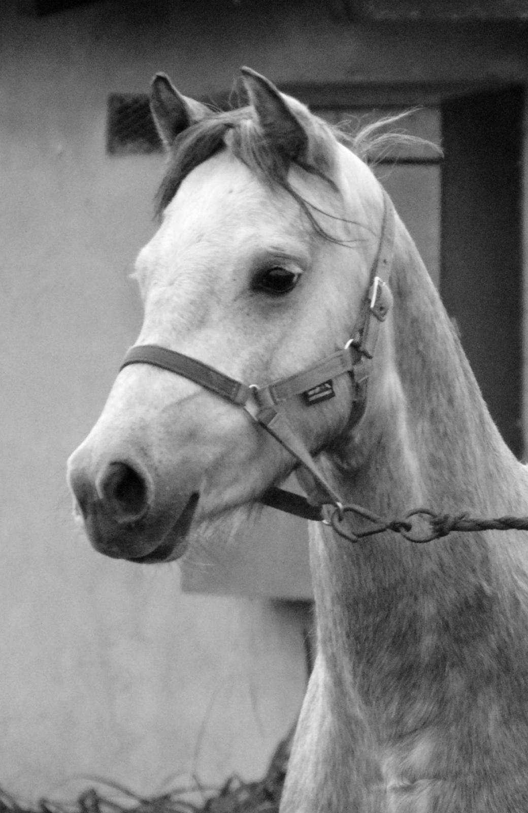 Welsh Pony (sec B) Bjerregårds May Flower billede 2