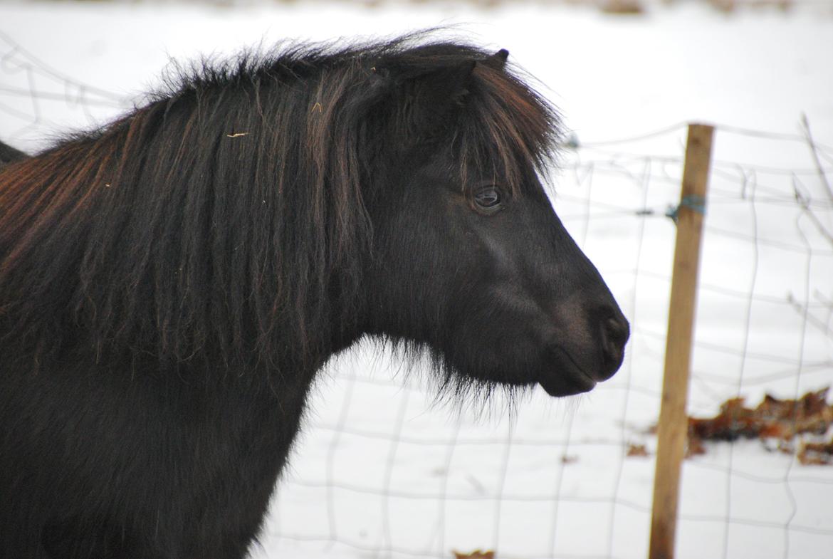 Dansk Miniature Legatgårdens Bechamel billede 3