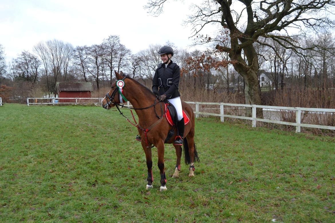 Hollandsk Sportspony Bijsterhof's Dream Lady - Stjernepony <3 billede 19