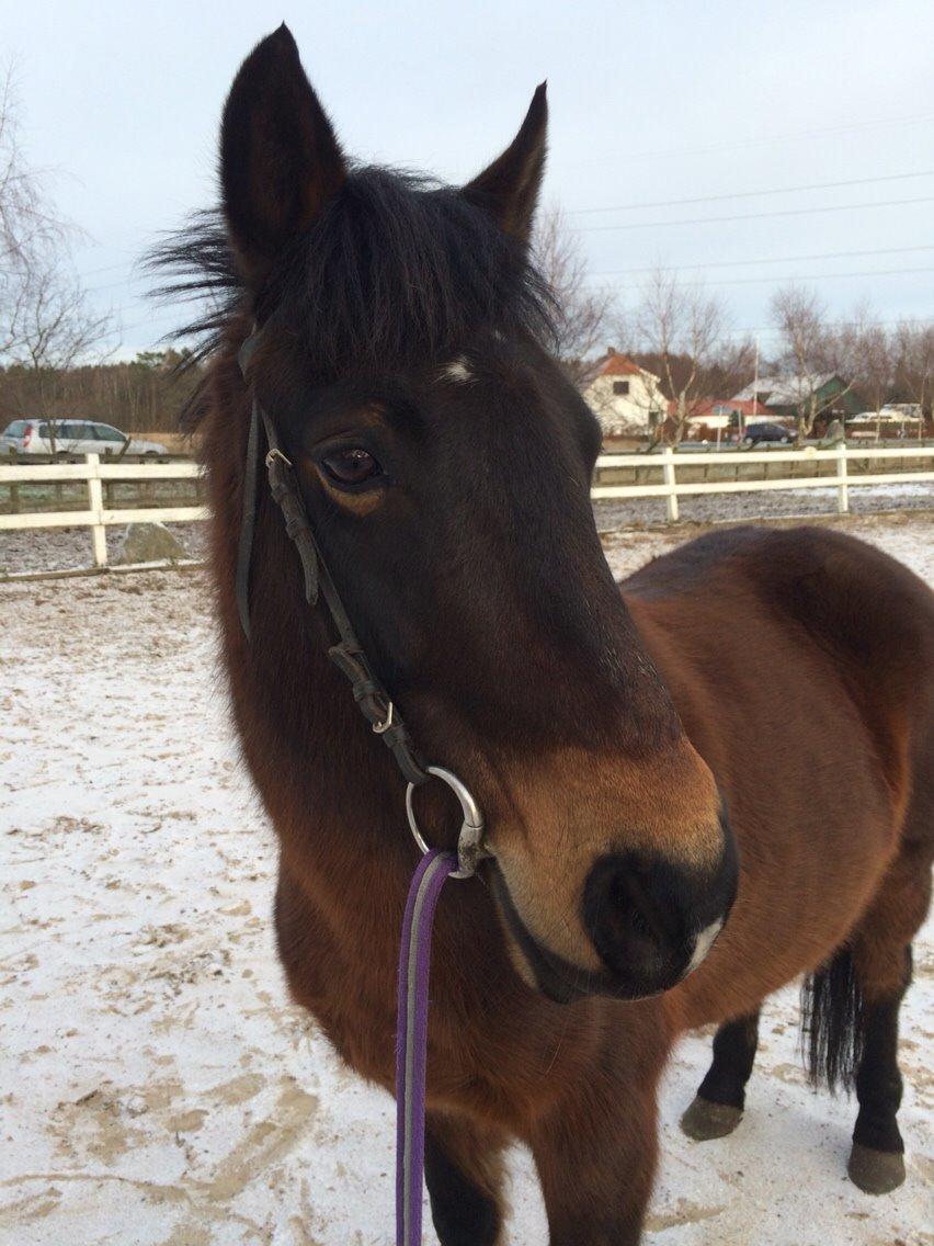 New Forest Mister twostar (tidl. Part) billede 19