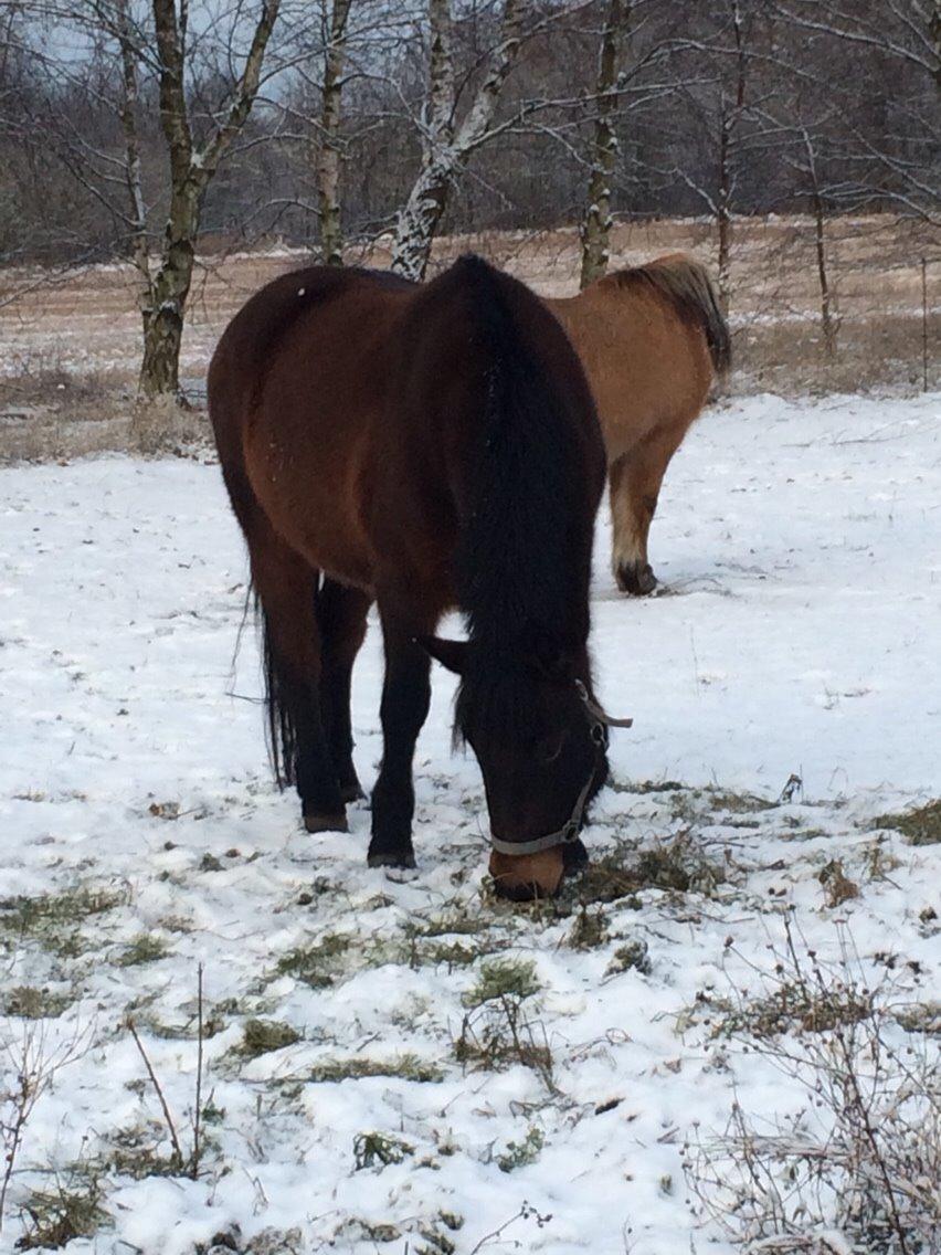 New Forest Mister twostar (tidl. Part) billede 17