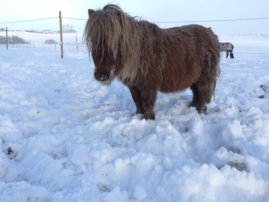 Miniature Filur ( figurt ) <3 solgt billede 21