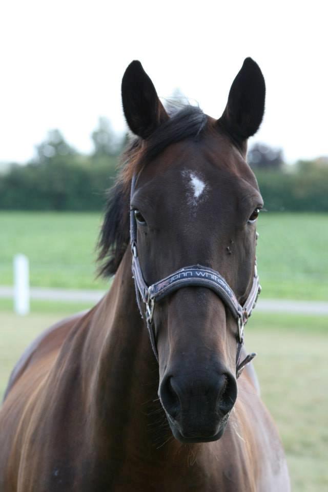 Oldenborg Højgaards Santos billede 10