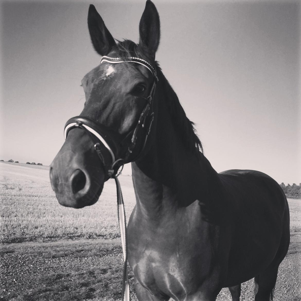 Oldenborg Højgaards Santos billede 11