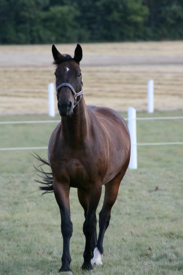 Oldenborg Højgaards Santos billede 12
