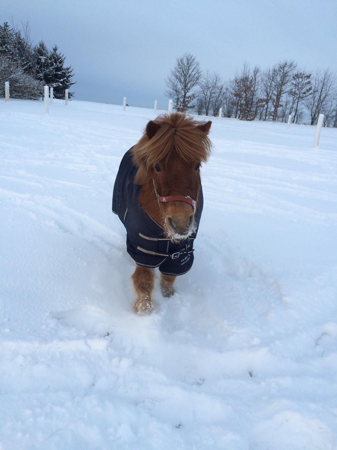 Shetlænder Pluto billede 7