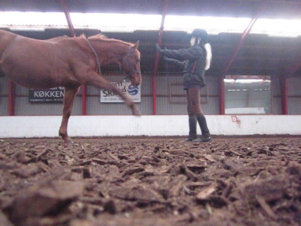 Palomino DAKOTA (halvpart) - lidt mere horsemanship. Jeg var 12 år her billede 6